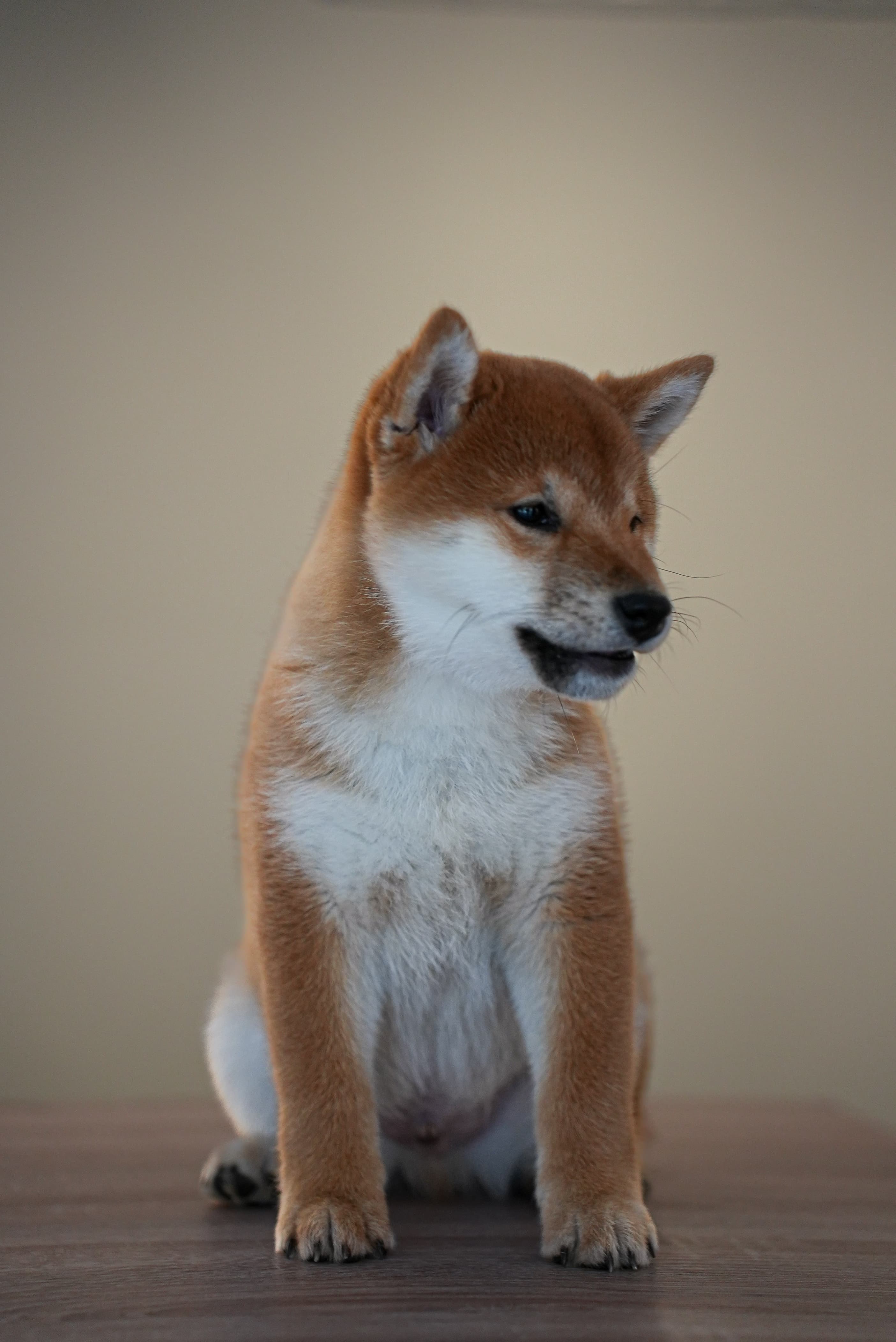 Kuma – Bürhohund